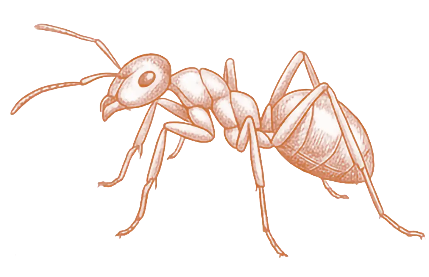 Ants