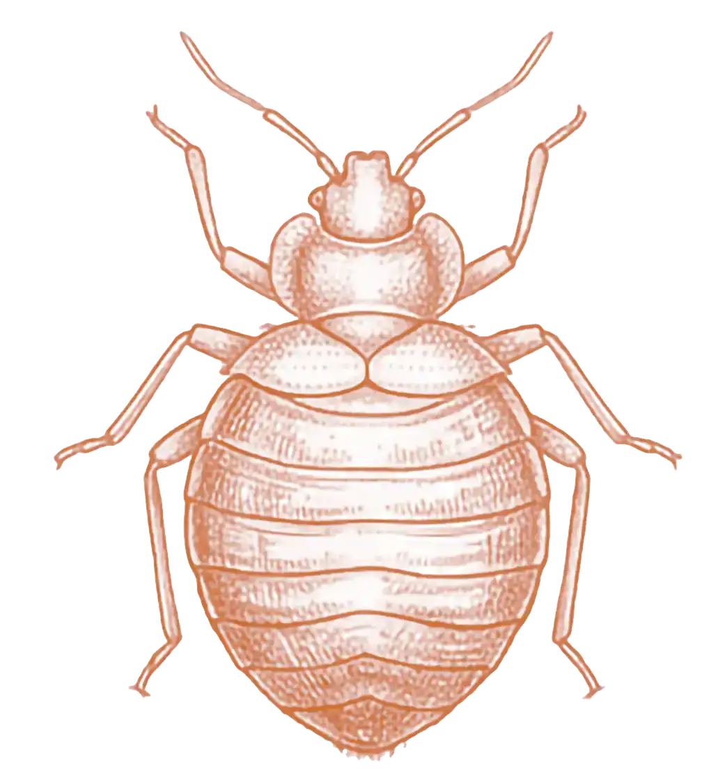 Bedbugs
