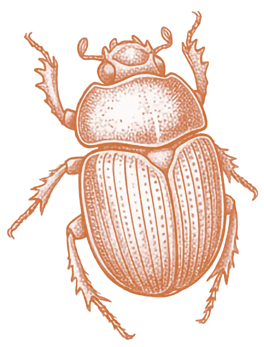 Beetle Inspections